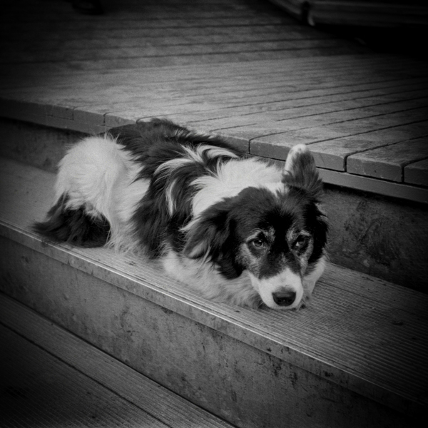 Dog at Blackburn Easter Fair - Blackburn a Town and its People Photographic Study