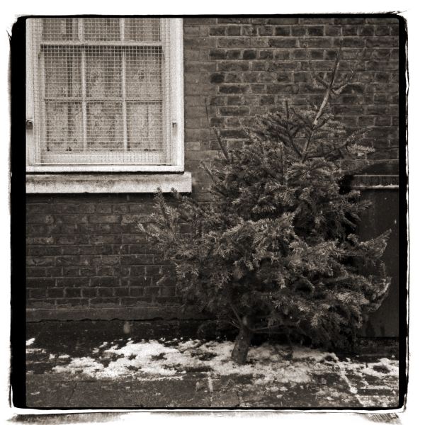 Christmas Tree - Discarded: Photographic Essay by Christopher John Ball - Photographer & Writer