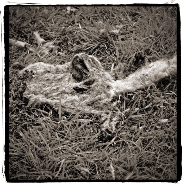 Dead Animal Remains from Discarded: Photographic Essay by Christopher John Ball - Photographer & Writer