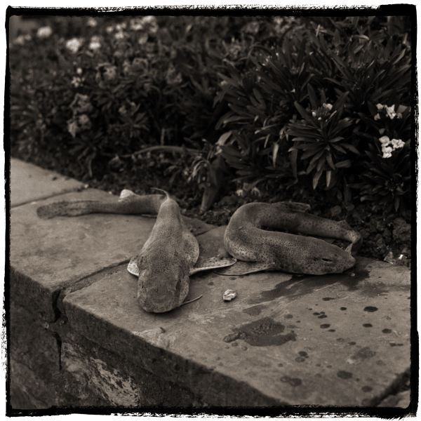 Dead Fish on Wall Folkestone from Discarded: Photographic Essay by Christopher John Ball - Photographer & Writer