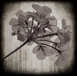 Geraniums by Window - Fine Art Flower Photographs by Christopher John Ball - Photographer & Writer