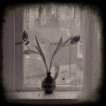 Tulips by Window - Fine Art Flower Photographs by Christopher John Ball - Photographer & Writer