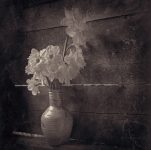 Consolation - Fine Art Flower Photographs by Christopher John Ball - Photographer & Writer