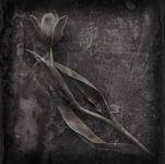 Distressed Tulips - Fine Art Flower Photographs by Christopher John Ball - Photographer & Writer
