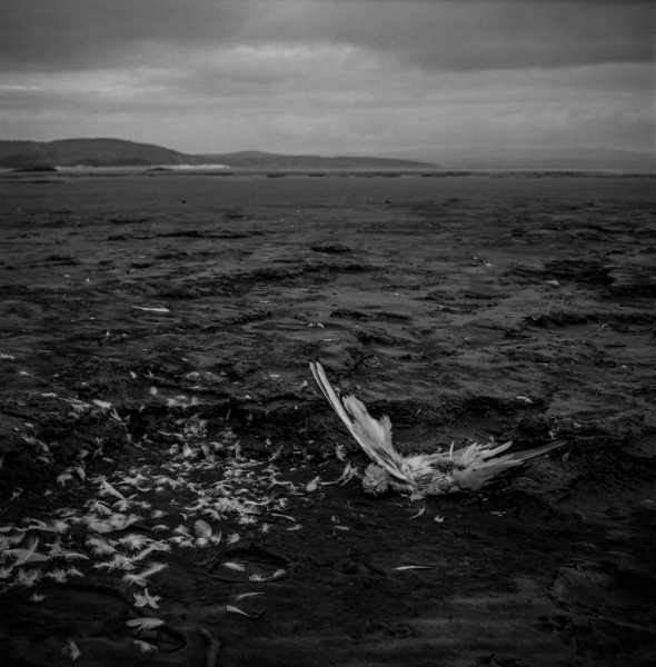 Dead Sea Bird on Beach ,Grange Over Sands 1988 From British Coastal Resorts - Photographic Essay by Christopher John Ball