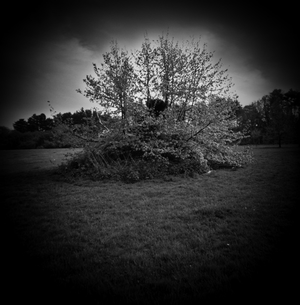 Diana photograph of Tree at Cockfosters, London - 1 by Christopher John Ball - Photographer & Writer