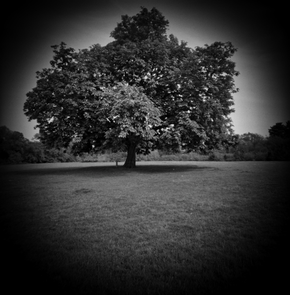 Diana photograph of Tree at Cockfosters, London - 2 by Christopher John Ball - Photographer & Writer