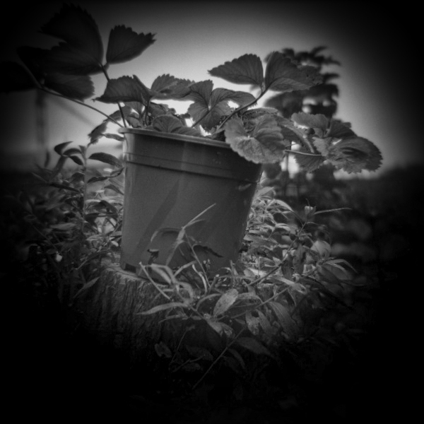 Holga photograph of Garden - 1 by Christopher John Ball