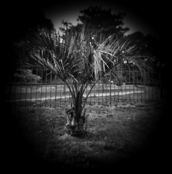 Holga photograph of Tree at Cockfosters, London - 1 by Christopher John Ball - Photographer & Writer