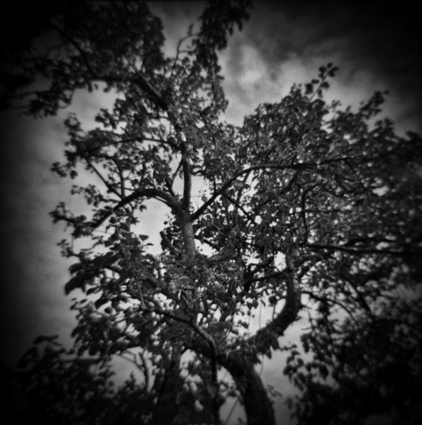 Holga Series 'In Dreams...' - 4  by Christopher John Ball - Photographer & Writer