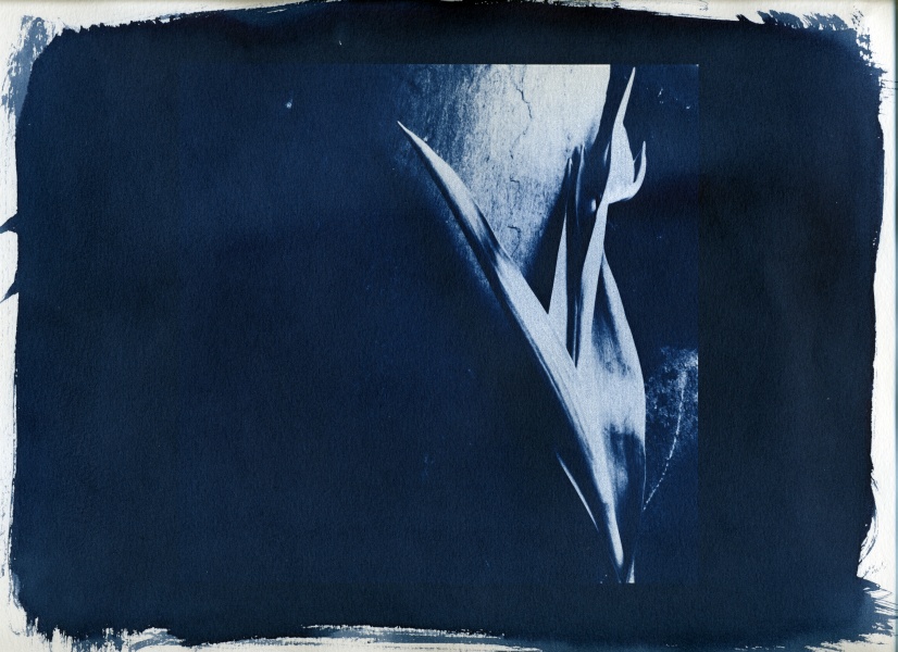 Cyanotype Flower - 4 Cyanotype Flower and Nude Photographs by Christopher John Ball - Photographer & Writer