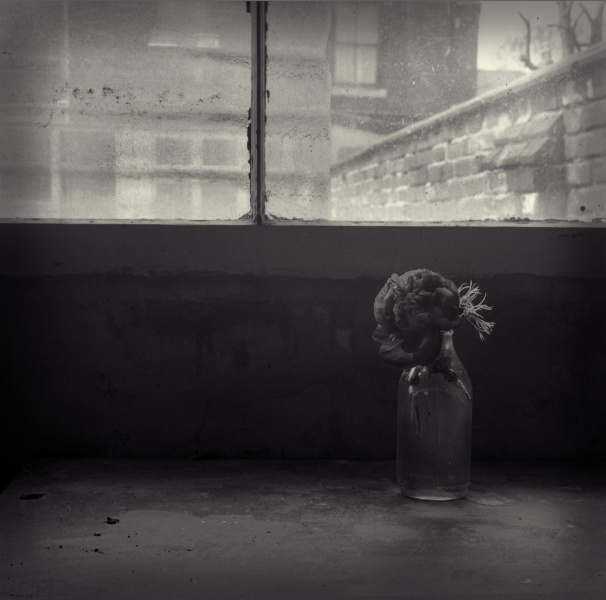 Memory - 1 Fine Art Flower Photographs by Christopher John Ball - Photographer & Writer