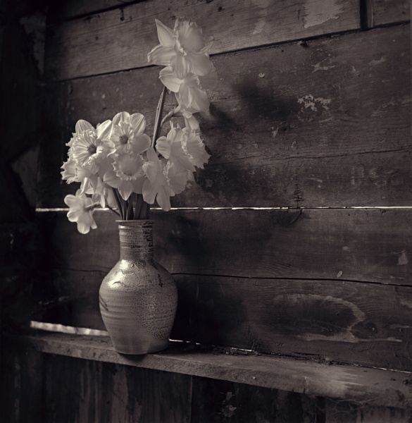 Daffodils in Shed - Fine Art Flower Photographs by Christopher John Ball - Photographer & Writer