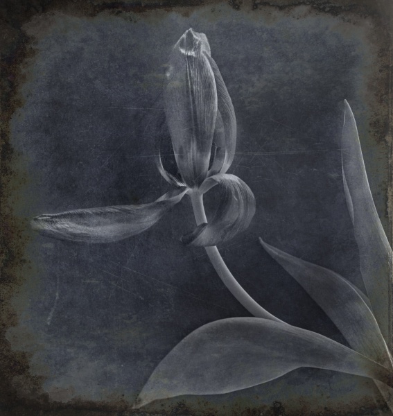 Eroded-2 - Fine Art Flower Photographs by Christopher John Ball - Photographer & Writer