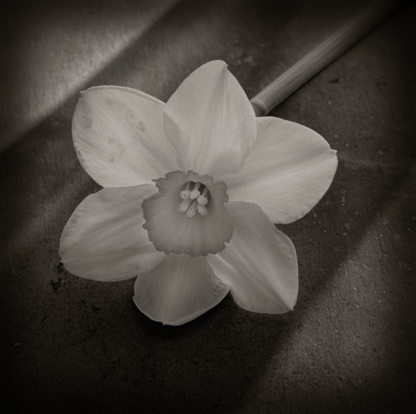 Eroded-1 - Fine Art Flower Photographs by Christopher John Ball - Photographer & Writer