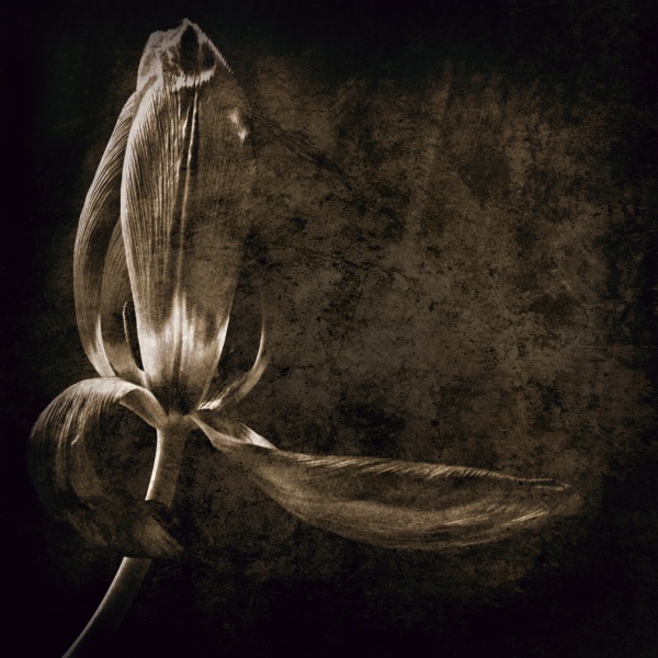 Eroded-3 - Fine Art Flower Photographs by Christopher John Ball - Photographer & Writer