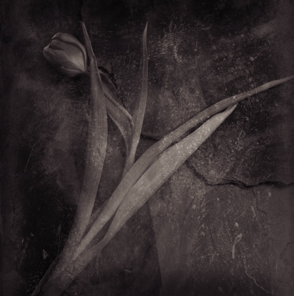 Distressed Tulips on Slate - 3 Fine Art Flower Photographs by Christopher John Ball - Photographer & Writer