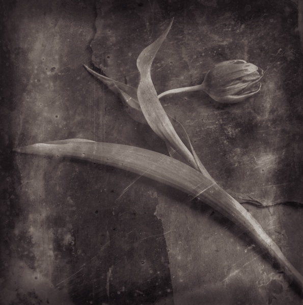 Distressed Tulips on Slate - 4 Fine Art Flower Photographs by Christopher John Ball - Photographer & Writer