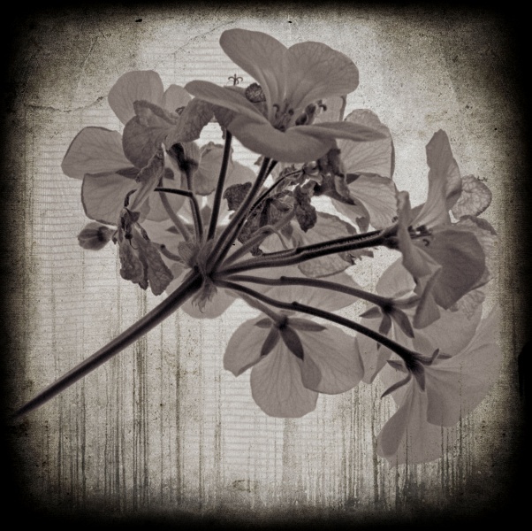 Geraniums by Window -1  Fine Art Flower Photographs by Christopher John Ball - Photographer & Writer