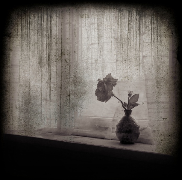 Distressed Rose -4 - Fine Art Flower Photographs by Christopher John Ball - Photographer & Writer