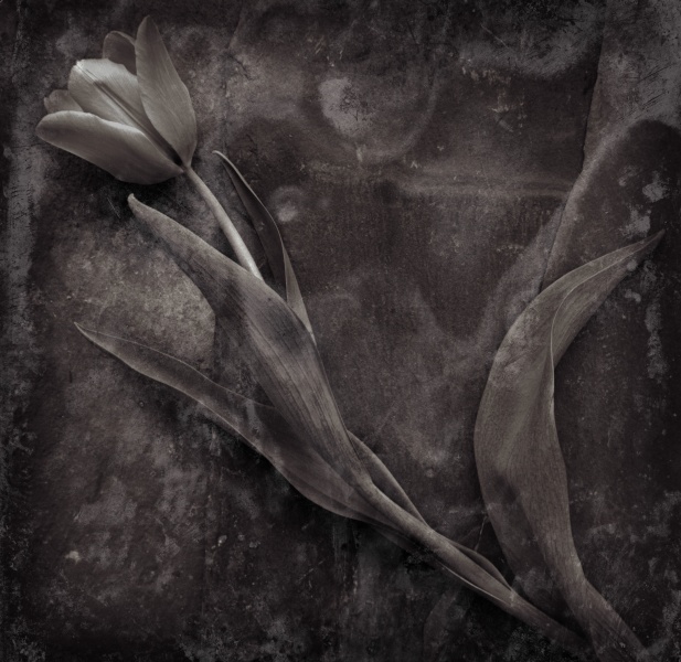 Distressed Tulips -4 - Fine Art Flower Photographs by Christopher John Ball - Photographer & Writer