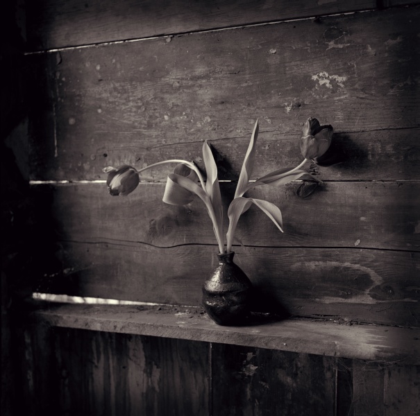 Tulips in Shed - Fine Art Flower Photographs by Christopher John Ball - Photographer & Writer