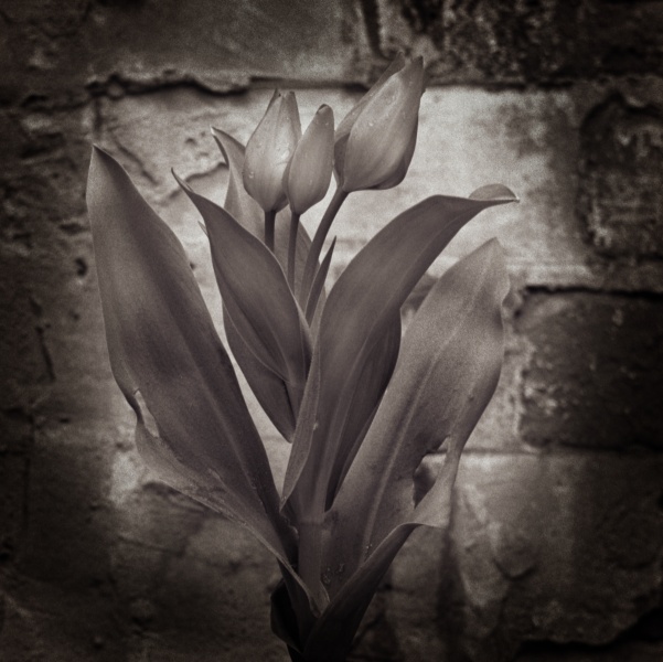 Tulips-4 Fine Art Flower Photographs by Christopher John Ball - Photographer & Writer