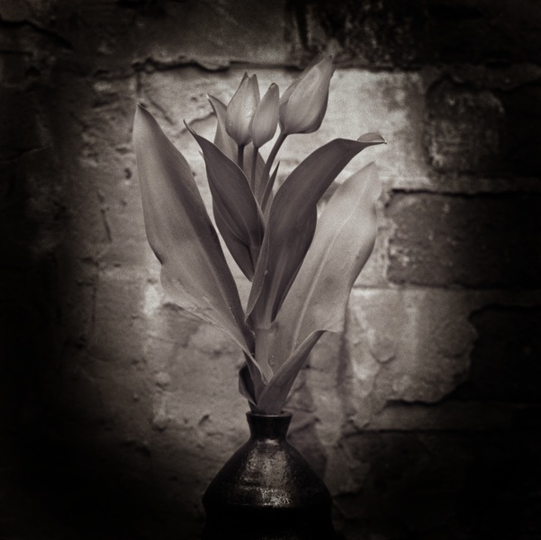 Tulips-5 Fine Art Flower Photographs by Christopher John Ball - Photographer & Writer