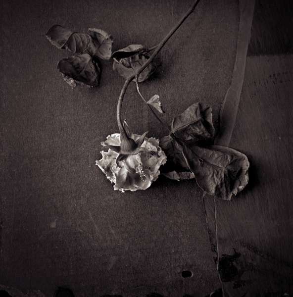 Rose Series -1 Fine Art Flower Photographs by Christopher John Ball - Photographer & Writer