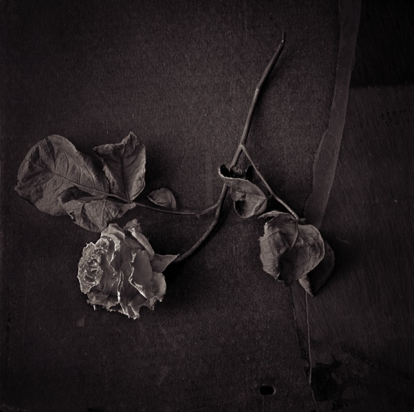 Rose Series -2 Fine Art Flower Photographs by Christopher John Ball - Photographer & Writer