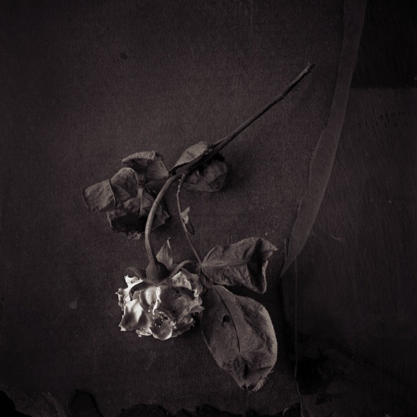 Rose Series -3 Fine Art Flower Photographs by Christopher John Ball - Photographer & Writer