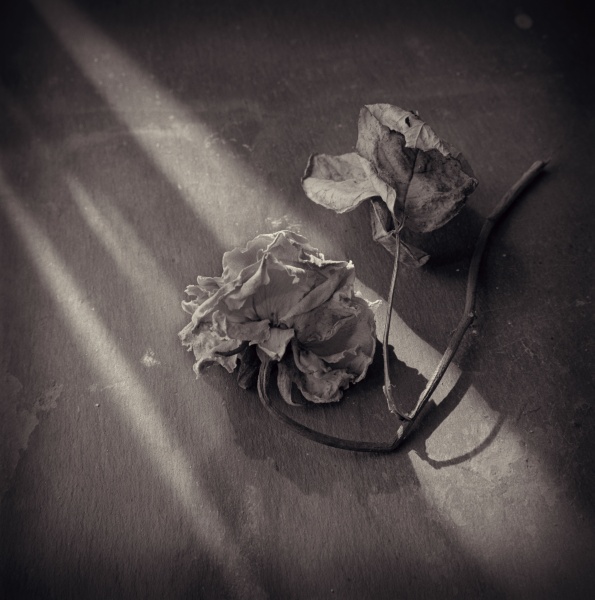 Rose on Slate - Fine Art Flower Photographs by Christopher John Ball - Photographer & Writer