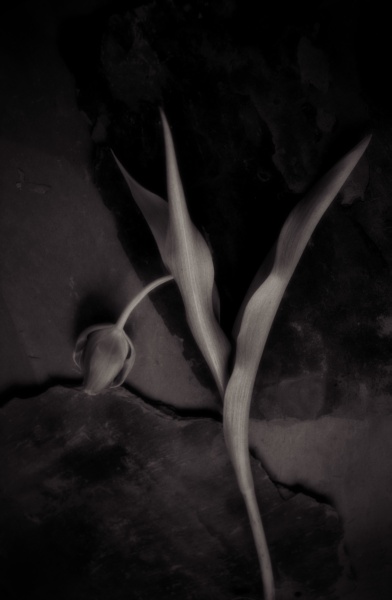 Tulips-slate-3 Fine Art Flower Photographs by Christopher John Ball - Photographer & Writer