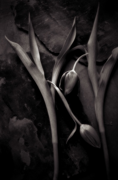 Tulips-slate-2 Fine Art Flower Photographs by Christopher John Ball - Photographer & Writer