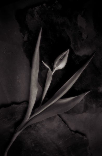Tulips-slate-1 Fine Art Flower Photographs by Christopher John Ball - Photographer & Writer