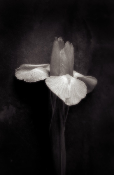 Still - 1 - Fine Art Flower Photographs by Christopher John Ball - Photographer & Writer
