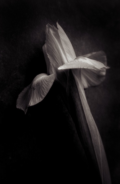 Still - 4 - Fine Art Flower Photographs by Christopher John Ball - Photographer & Writer