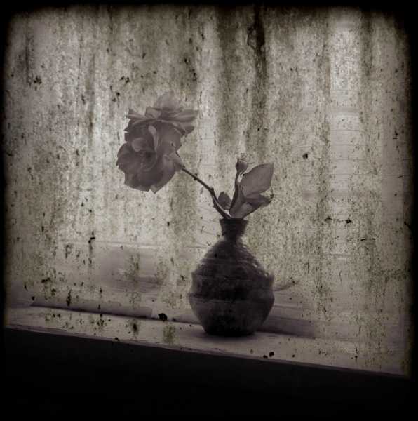 Distressed Rose -3 - Fine Art Flower Photographs by Christopher John Ball - Photographer & Writer