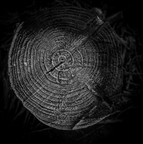 Photographic Series - 17 Stumps - 13  by Christopher John Ball