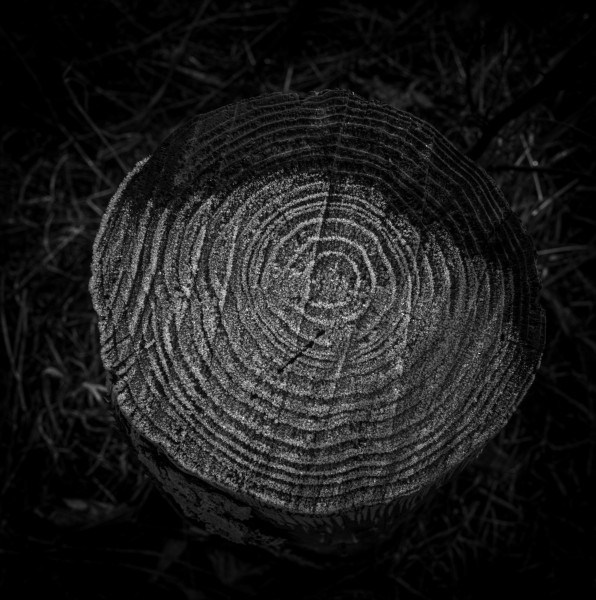 Photographic Series - 17 Stumps - 14  by Christopher John Ball