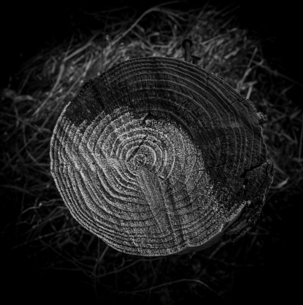 Photographic Series - 17 Stumps - 15  by Christopher John Ball