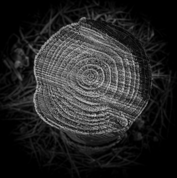 Photographic Series - 17 Stumps - 2  by Christopher John Ball