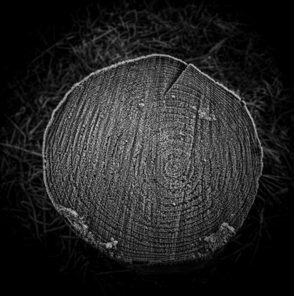 Photographic Series - 17 Stumps - 6  by Christopher John Ball